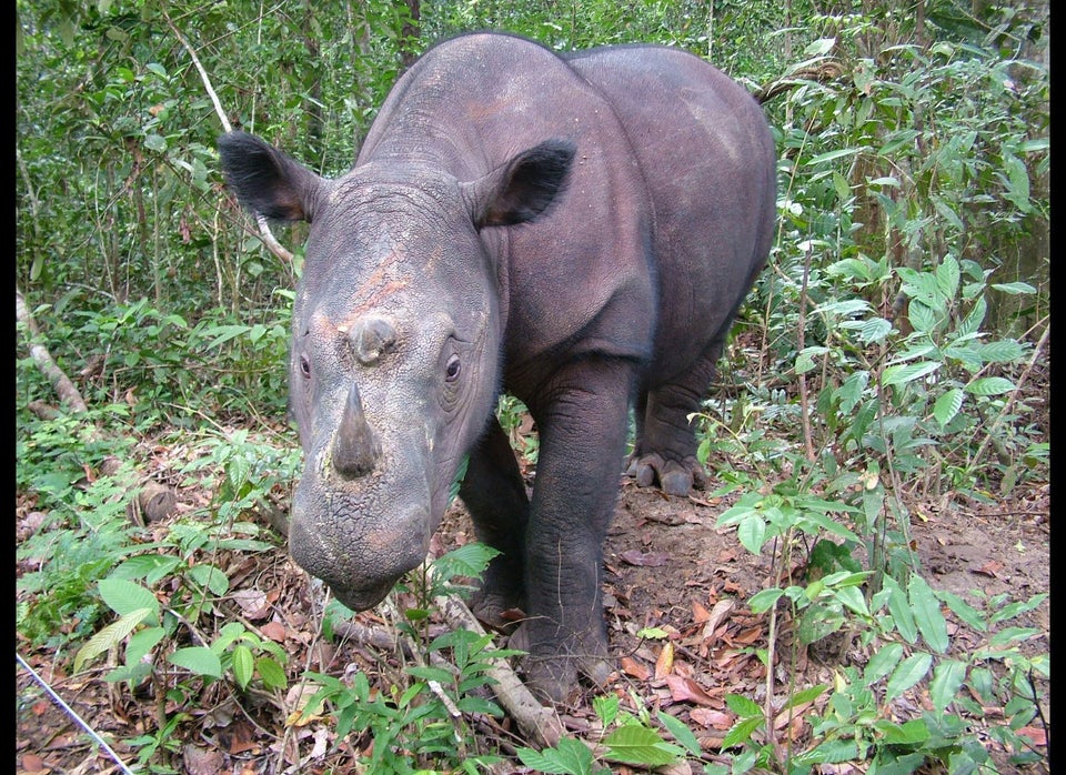 11 animals that are