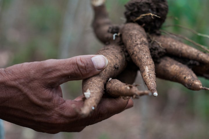 Cassava is used in the starch industry throughout Southeast Asia to make products from noodles to pharmaceuticals, supporting smallholder incomes. For full story visit: Full story: <a href="http://bit.ly/1g8lTHg" role="link" class=" js-entry-link cet-external-link" data-vars-item-name="bit.ly/1g8lTHg" data-vars-item-type="text" data-vars-unit-name="559fc4fee4b01c2162a647f9" data-vars-unit-type="buzz_body" data-vars-target-content-id="http://bit.ly/1g8lTHg" data-vars-target-content-type="url" data-vars-type="web_external_link" data-vars-subunit-name="article_body" data-vars-subunit-type="component" data-vars-position-in-subunit="0">bit.ly/1g8lTHg</a> Credit: Georgina Smith / CIAT