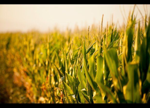 Drought-Tolerant Corn