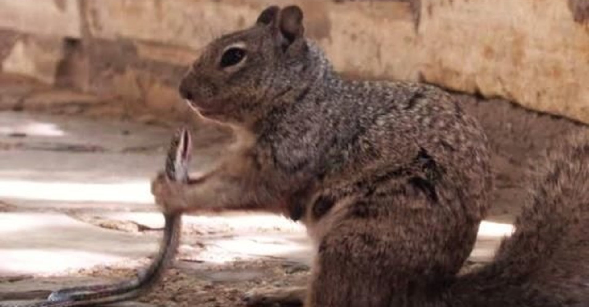 squirrel about to eat