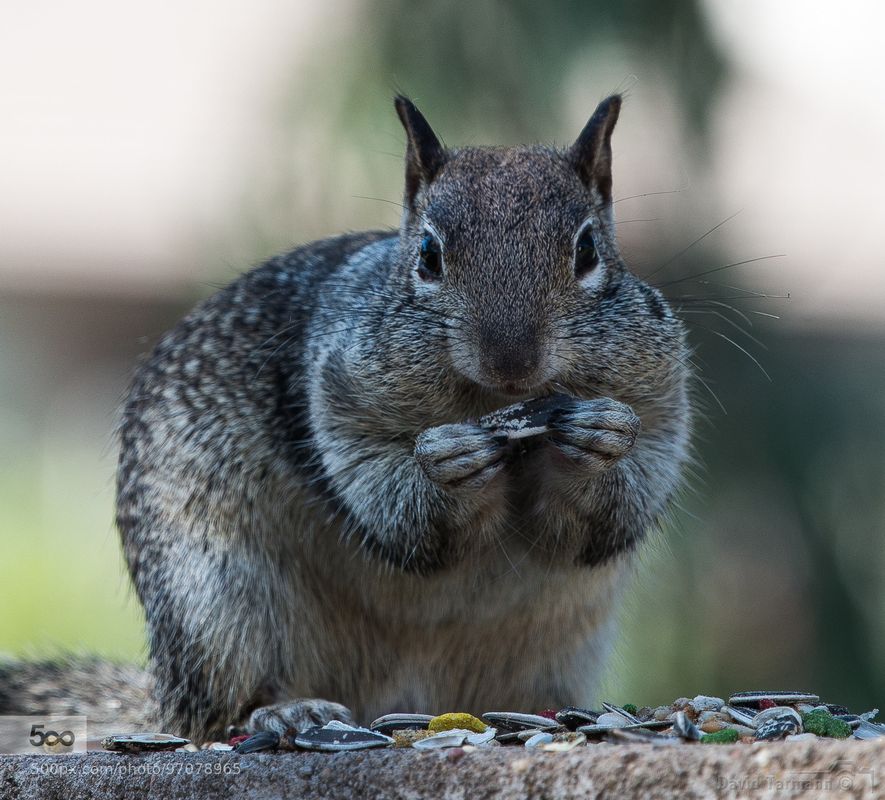 Female Squirrels May Do More With Less Time Than Their Male