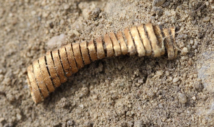 A single recently excavated, small gold spiral.