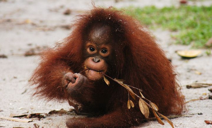 Kesi, a Bornean orangutan, was found missing a hand in 2006. Rescuers believe her mother was killed and their forest home destroyed.