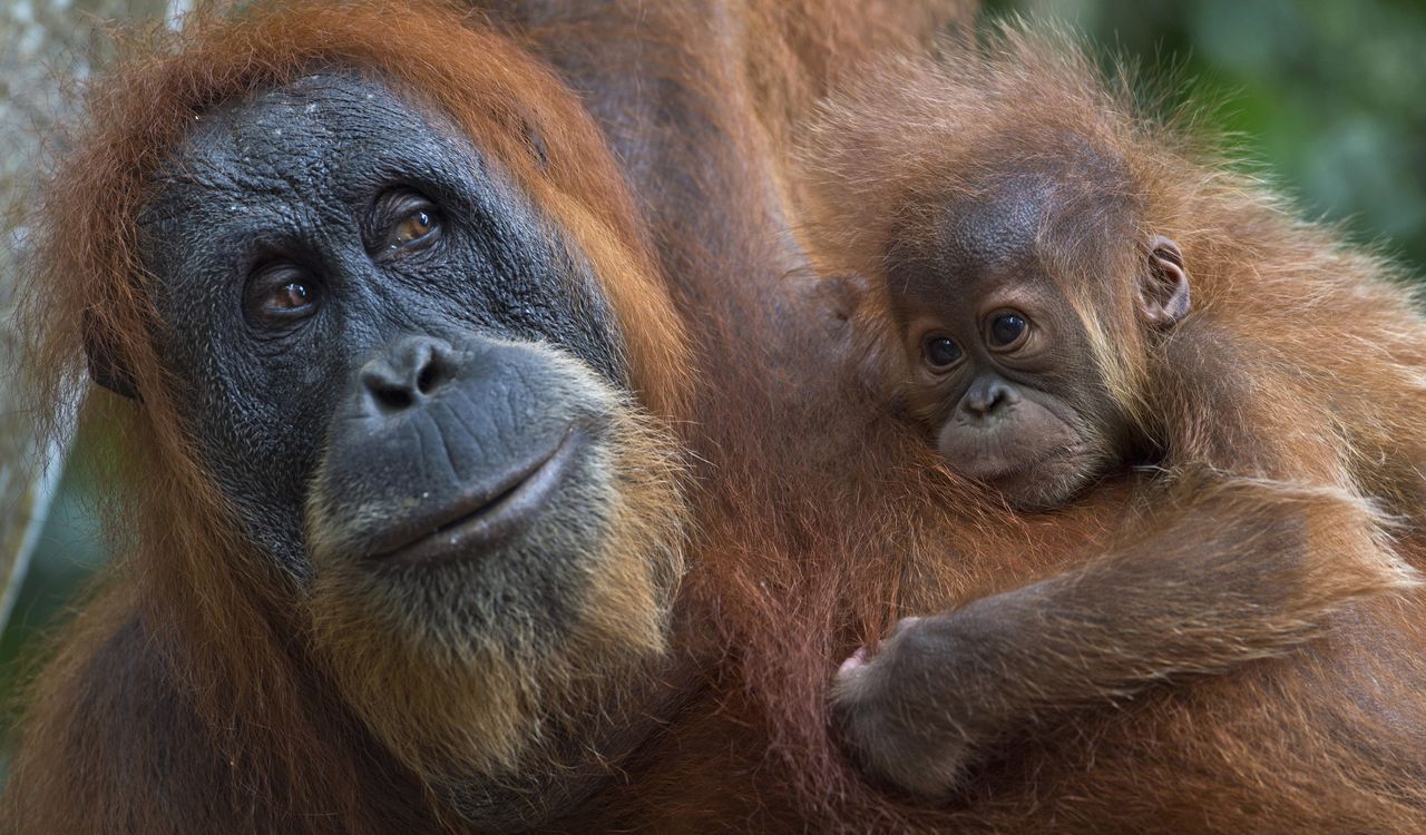 <p>A critically endangered Sumatran orangutan with a baby clings on tree branches in the forest of Bukit Lawang, part of the vast Leuser National Park in Sumatra, in April 2013.</p>