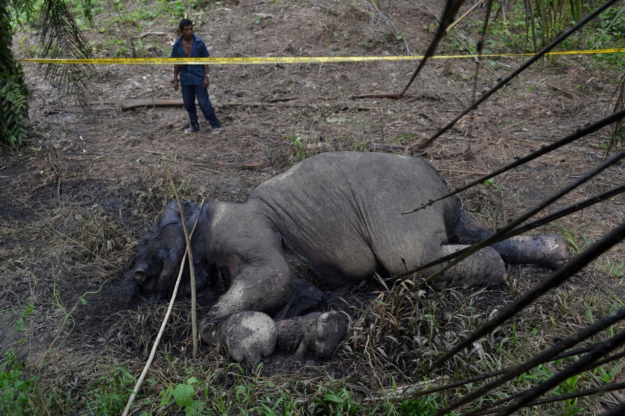 <p>A carcass of an endangered Sumatran elephant is seen in a palm oil plantation in Blang Tualang village in Aceh province, Sumatra, .</p>