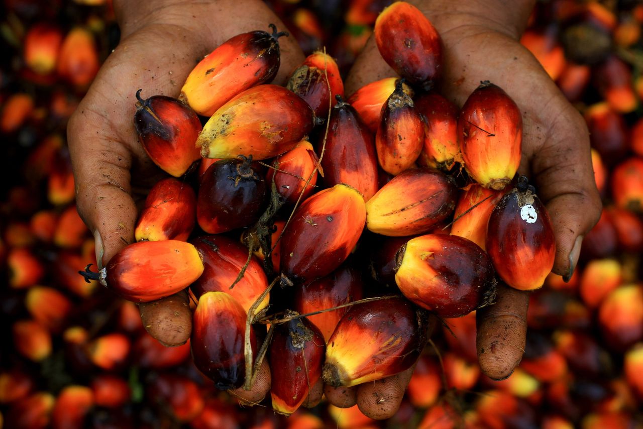 Some "sustainable" palm oil may not be sustainable at all, according to a new report. Here, a worker holds a handful of palm oil seeds in Indonesia on Dec. 11, 2010.