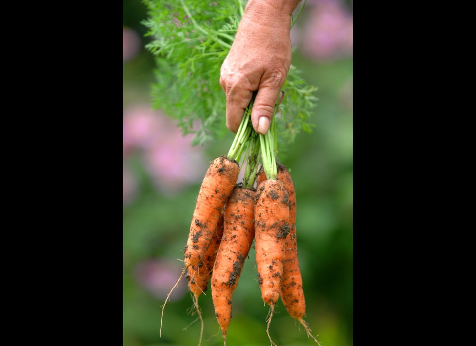 Eat Carrots, Pumpkin and Squash