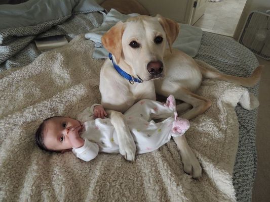 why are dogs protective of babies