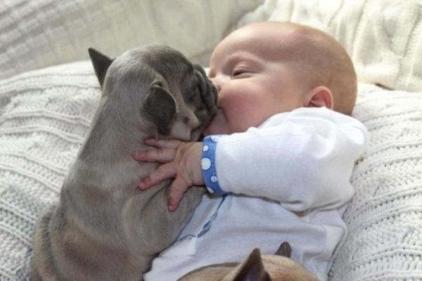 Baby Covered In French Bulldogs Is Even Cuter Than It Sounds