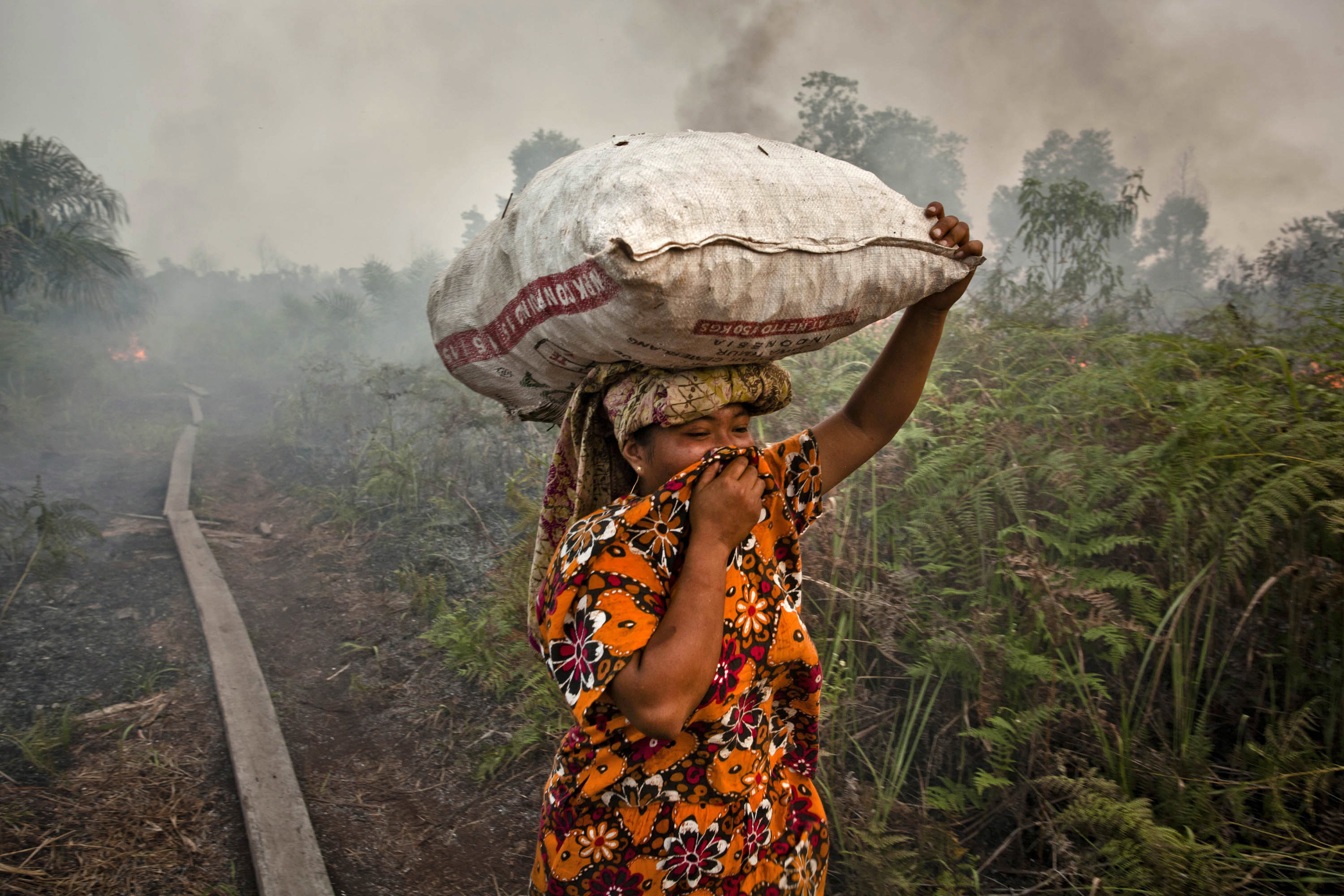 Palm Oil Is In Everything -- And It's Destroying Southeast Asia's ...