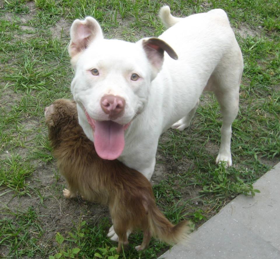 pitbull long coat