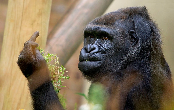 Indianapolis police capture a cheeky monkey that escaped and went on the  lam