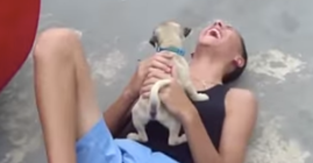 People Surprised With A Puppy Can't Contain Their Joy | HuffPost Good News