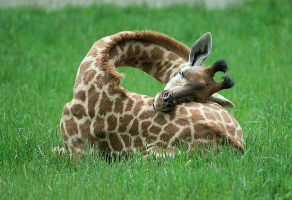 If You Think Big Animals Always Sleep Standing Up, These Photos Will Set You Straight | HuffPost Impact If You Think Big Animals Always Sleep Standing Up, These Photos Will Set You Straight | HuffPost Impact