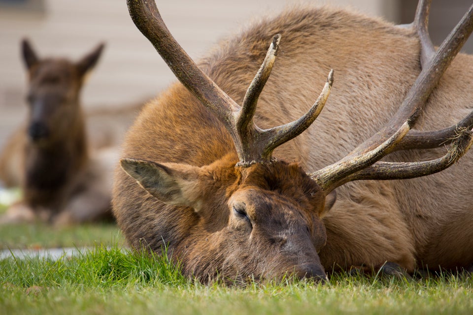 Elk (Cervus canadensis)