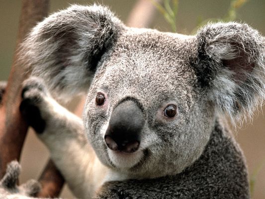 Menacing Koalas Known 'Drop Bears' Aren't Totally A Myth | HuffPost Impact