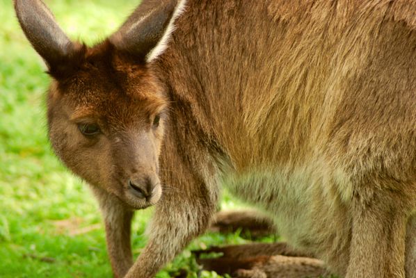 NeoAzhdarchia: From a myth to an azhdarkey - the drop bear : r