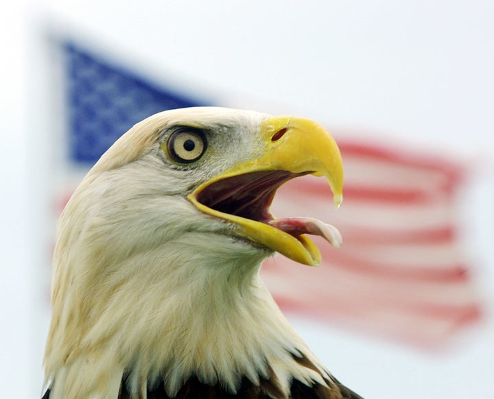 BOYNTON BEACH, FL - NOVEMBER 3: Sparky, a captive bald eagle, visits The Vietnam Wall Experience, a traveling replica of the Vietnam Memorial, on display for the public through October 10 at the Palm Beach Memorial Park November 3, 2002 in Boynton Beach, Florida. Sparky can't fly because of an injury and now is taken care of by Bush Wildlife Sanctuary. (Photo by Tom Ervin/Getty Images) 