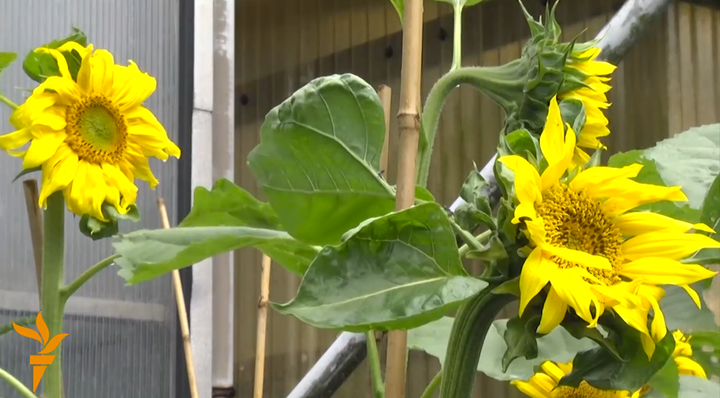 The sunflowers bloom in Hilversum.