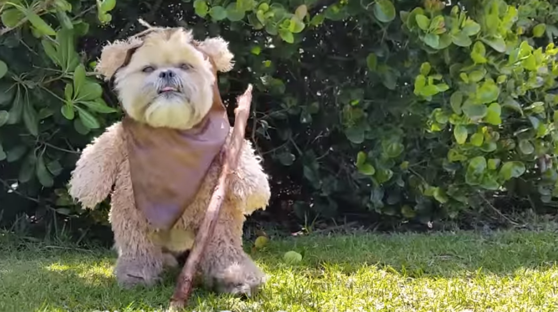 Shih tzu online dressed as ewok