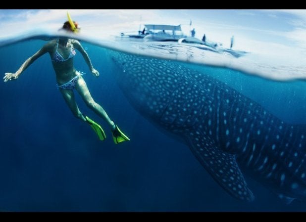 Whale Sharks: Mexico’s Yucatán Peninsula