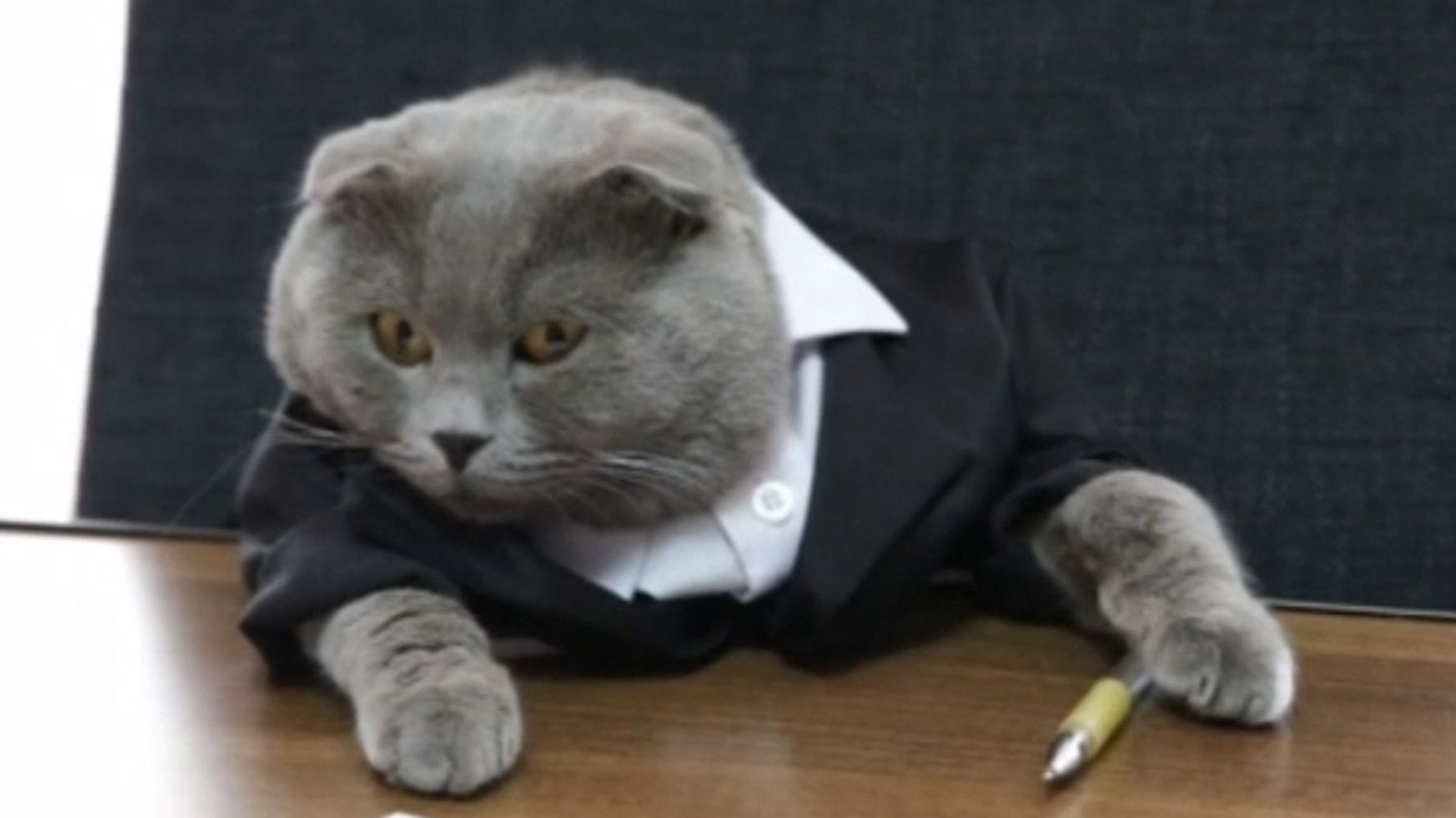 Cat Hired As Manager At Online Gifts Company.