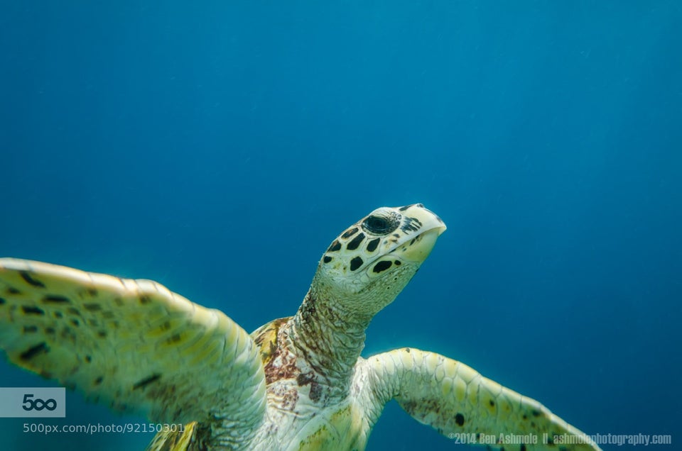 does anyone know who this is?? a bright green turtle with flippers, a tuft  of hair and a dark green tiedye shell. closest to it i've found is Barnes,  but he has