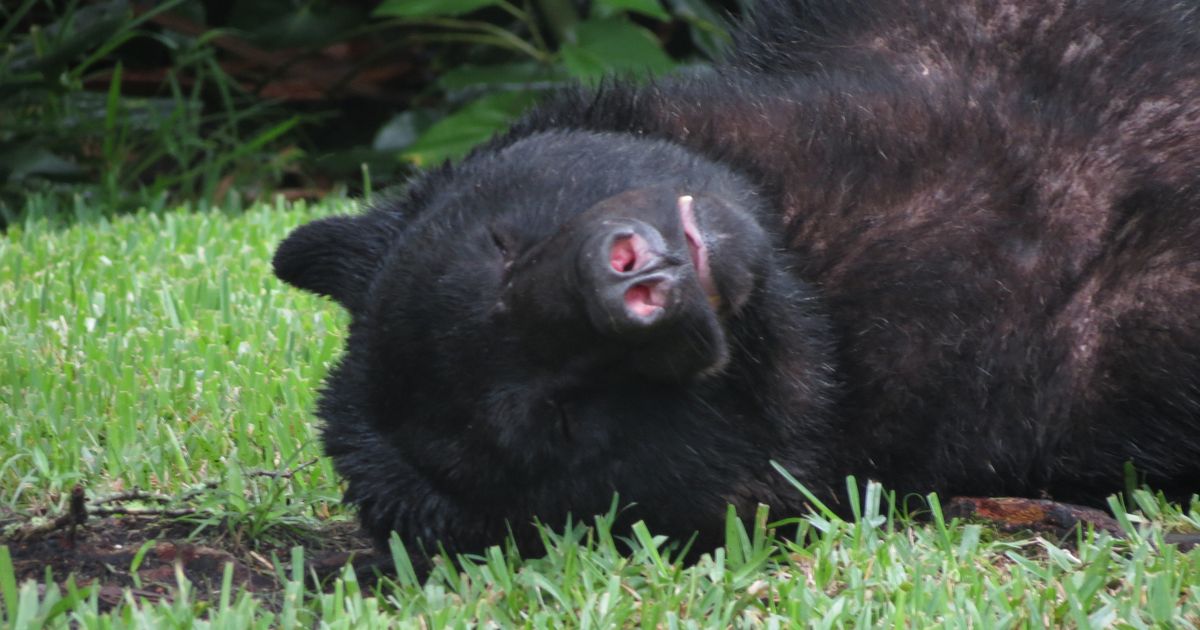 Bear food. Черный медведь спит. Флоридский черный медведь. Медведь без ушей. Хомяк Блэк Беар.