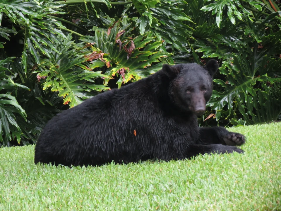 Bear steals dog food best sale