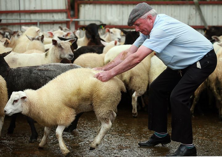 <p>Joe Mahon attempts to catch a sheep ahead of the dung-spitting contest in County Fermanagh on July 17, 2015.</p>