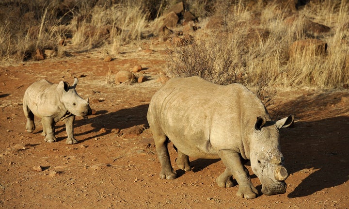 Some drastic measures taken to protect rhinos from poaching include dehorning. But the process needs to be repeated every few years after the horns grow back.