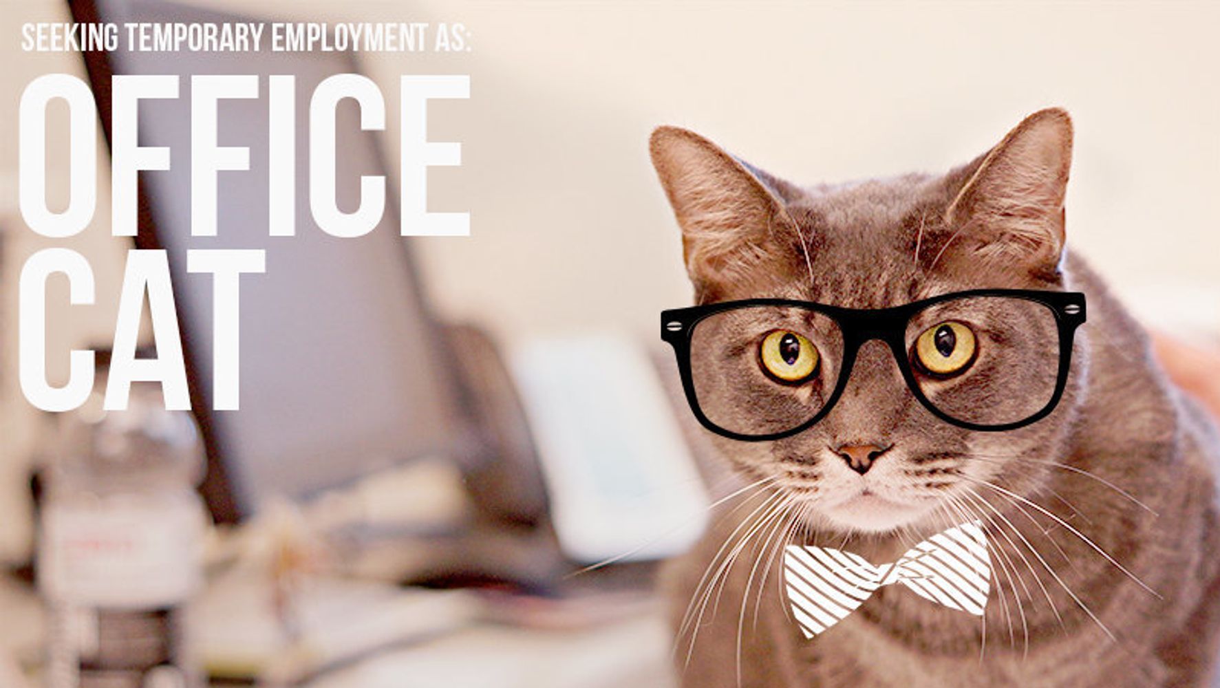 Your Next Coworker Might Be A Shelter Cat | HuffPost Good News