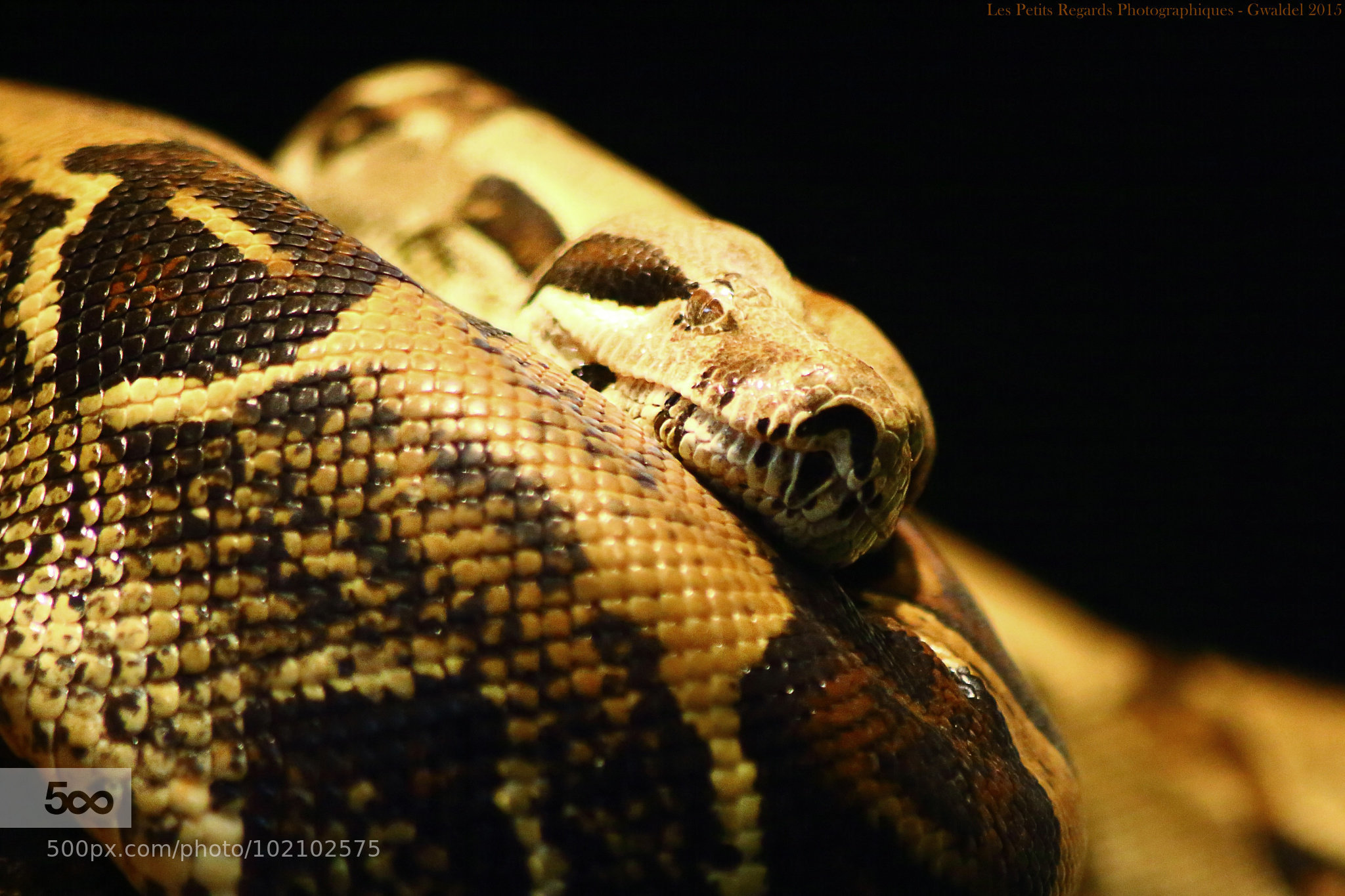 boa constrictor snake kills woman