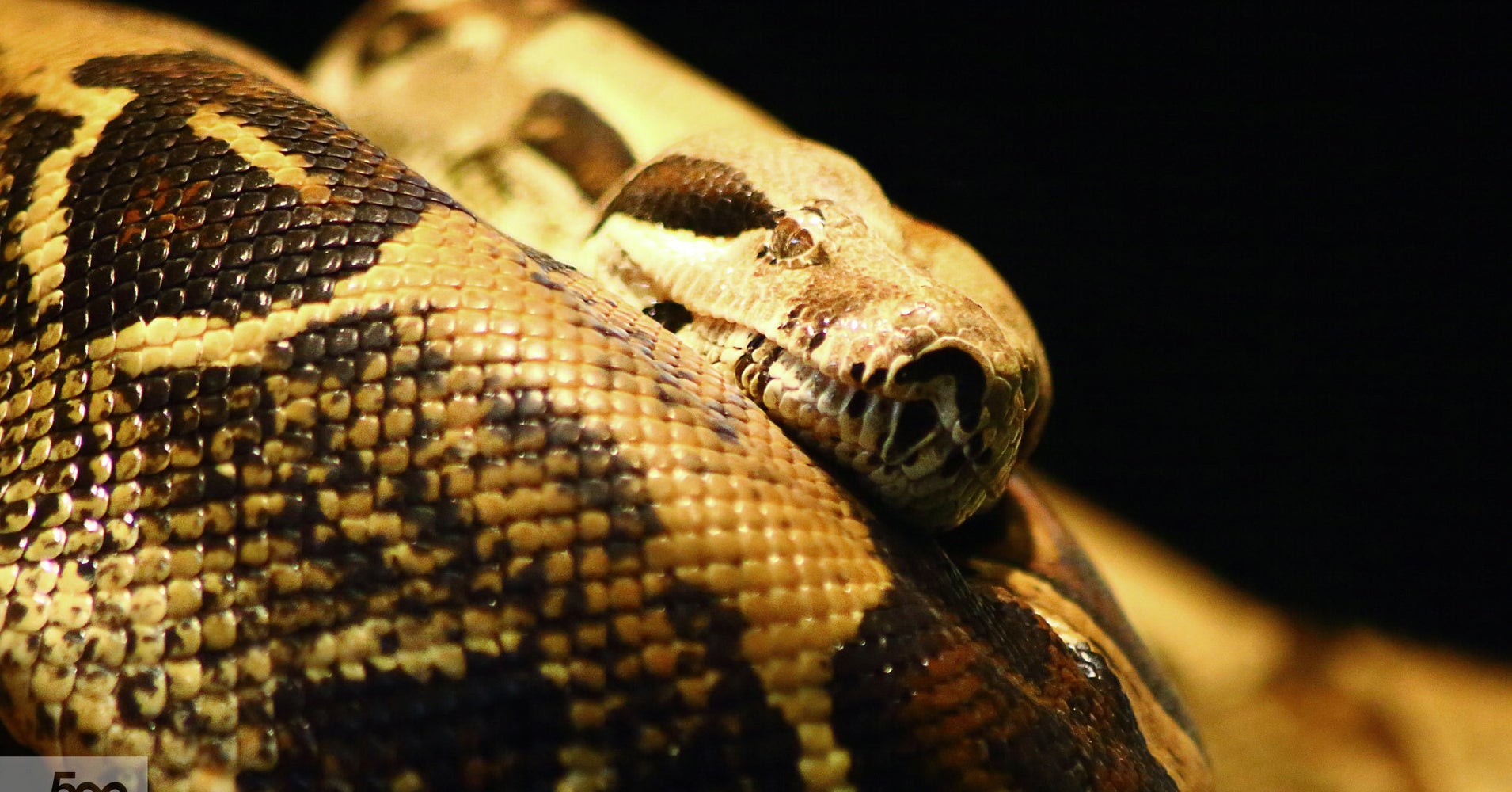 Turns Out Boa Constrictors Might Not Actually Suffocate Their Prey