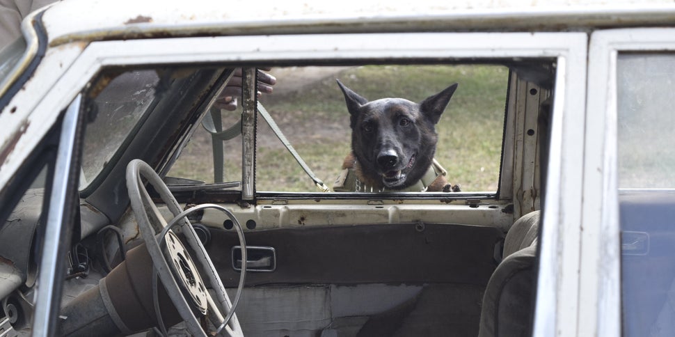 The African Wildlife Foundation has trained 10 dogs and 14 handlers to detect smuggled ivory at ports in Kenya and Tanzania.
