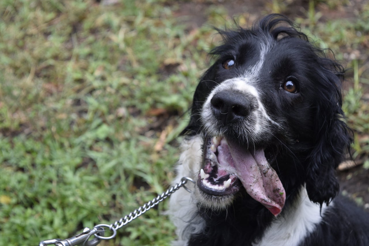 The dogs are hand-chosen from breeders in Europe. A good detection dog is playful, strong, social and has an impeccable sense of smell.