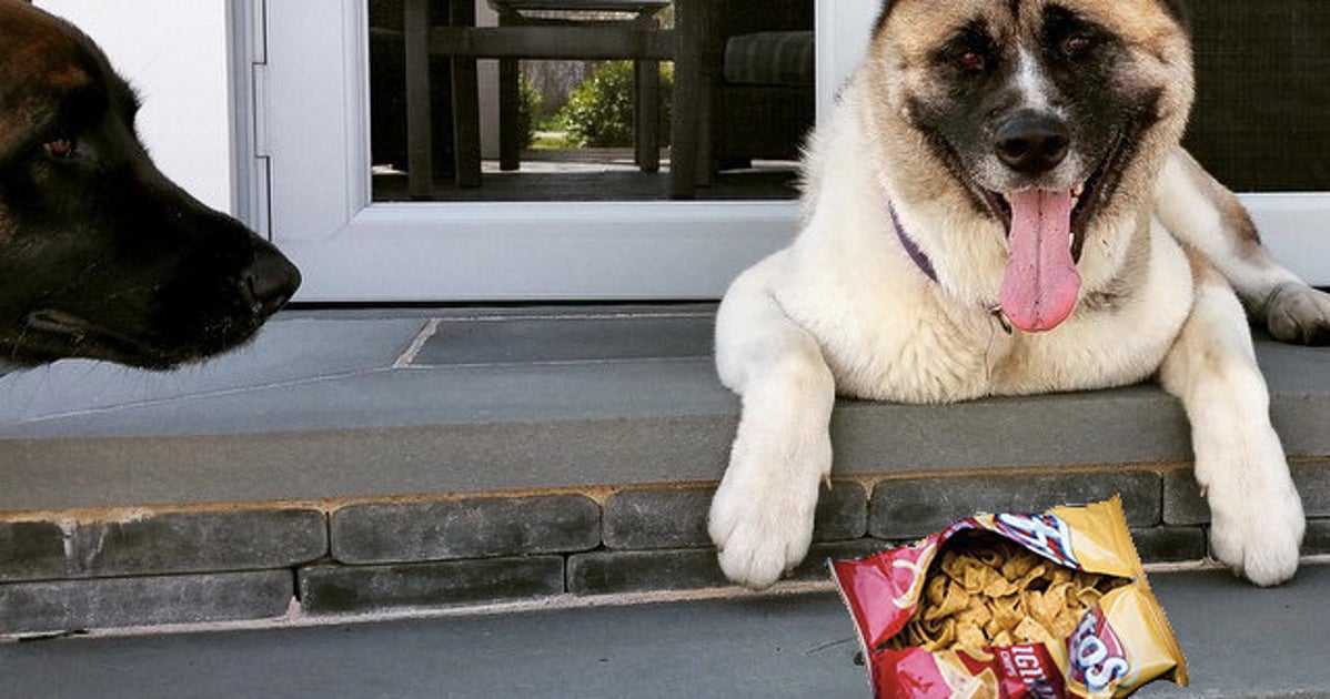 This Is Why Your Dog's Paws Smell Like Fritos HuffPost Life