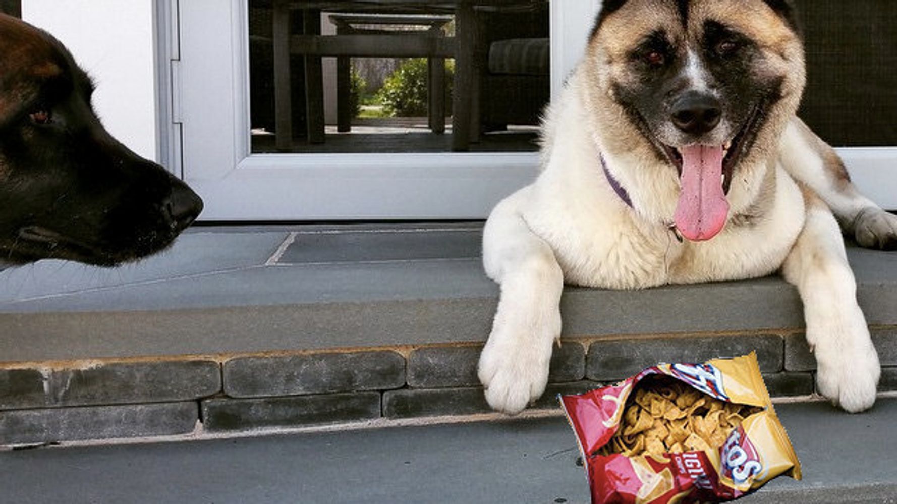 this-is-why-your-dog-s-paws-smell-like-fritos-huffpost-canada-home