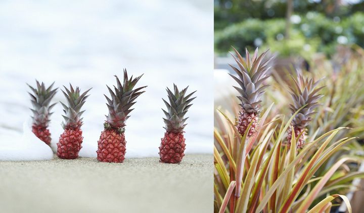Mini pineapple: the whole pineapple is edible - Nature's Pride