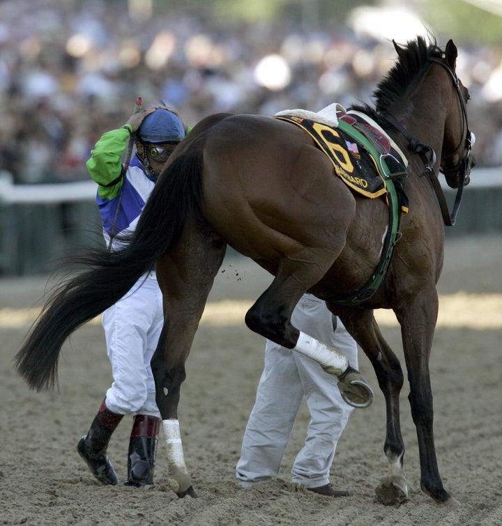 Kentucky Derby winner Barbaro broke his leg at the first turn of the Preakness Stakes in May 2006. Despite surgery and months of treatment, complications led to the horse being euthanized in January 2007.