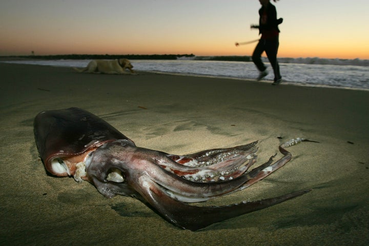 <p>Giant squid have are occasionally found washed up on beaches, but they creatures are rarely found alive.</p>
