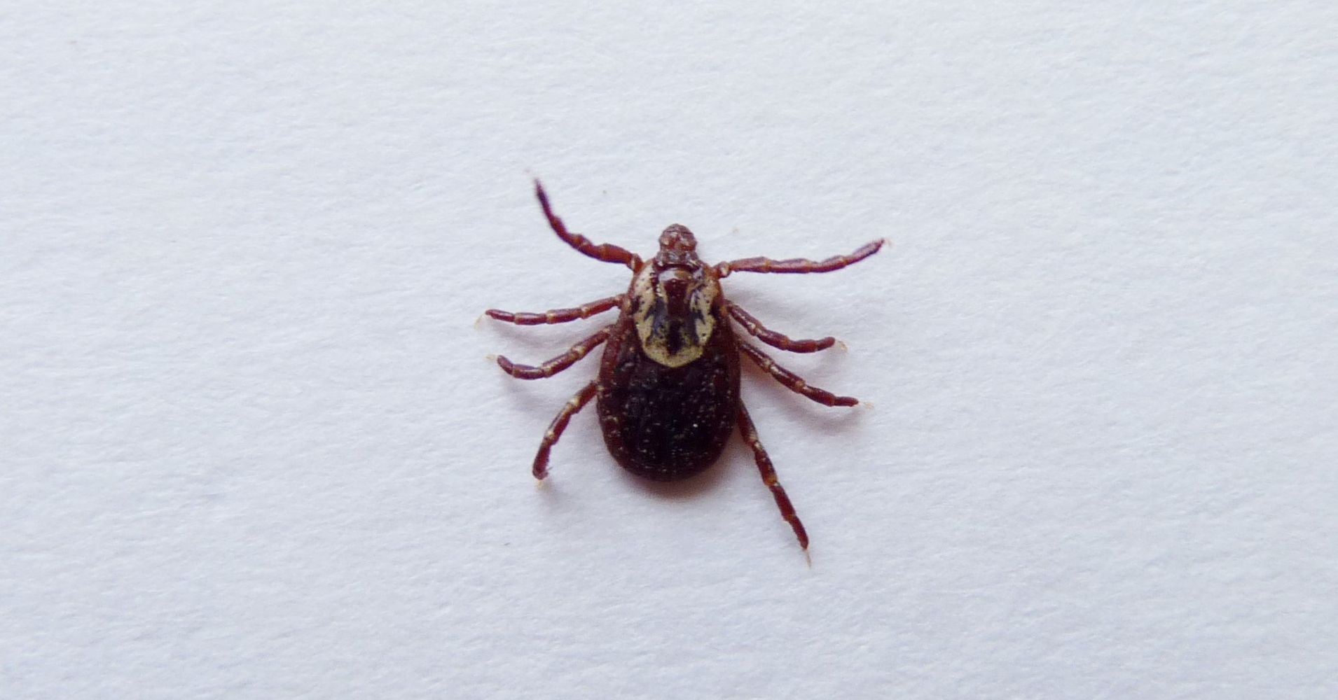 Here's What You Need To Know About Ticks | HuffPost