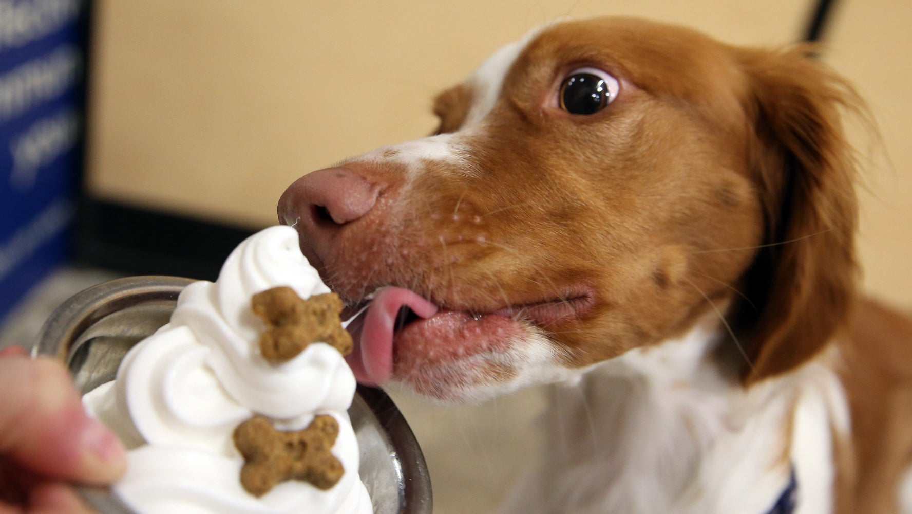 Yes, There's A Bacon Ice Cream For Dogs. Yes, We Tried It ...
