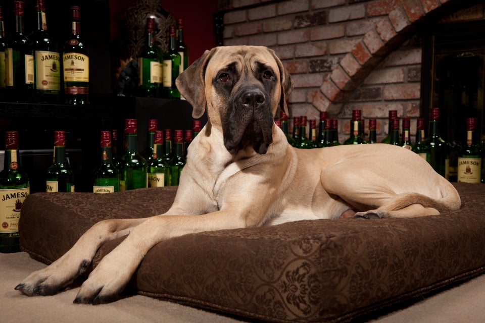 how long is a great mastiff dogs