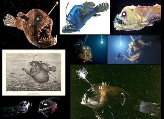 Angler fish 