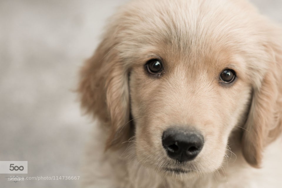 jimmy fallon puppy predictor adorable puppies help jimmy fallon predict the 2017 kentucky derby huffpost jimmy fallon puppy predictor adorable puppies help jimmy fallon predict the 2017 kentucky derby huffpost