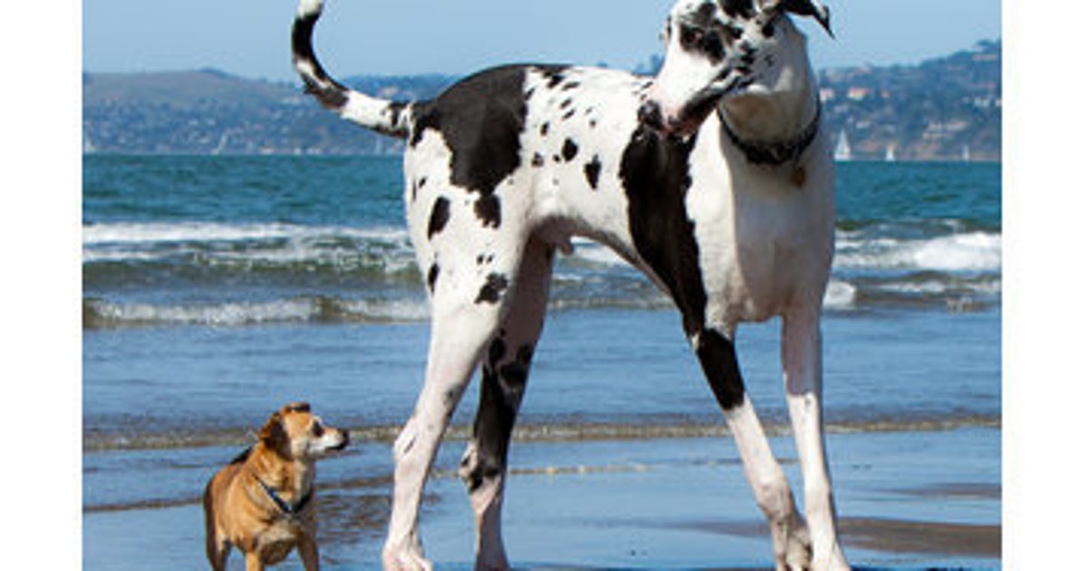 Extra Large Dog Riding 16 Dogs That Are Big Enough To Ride* | HuffPost UK Home & Living