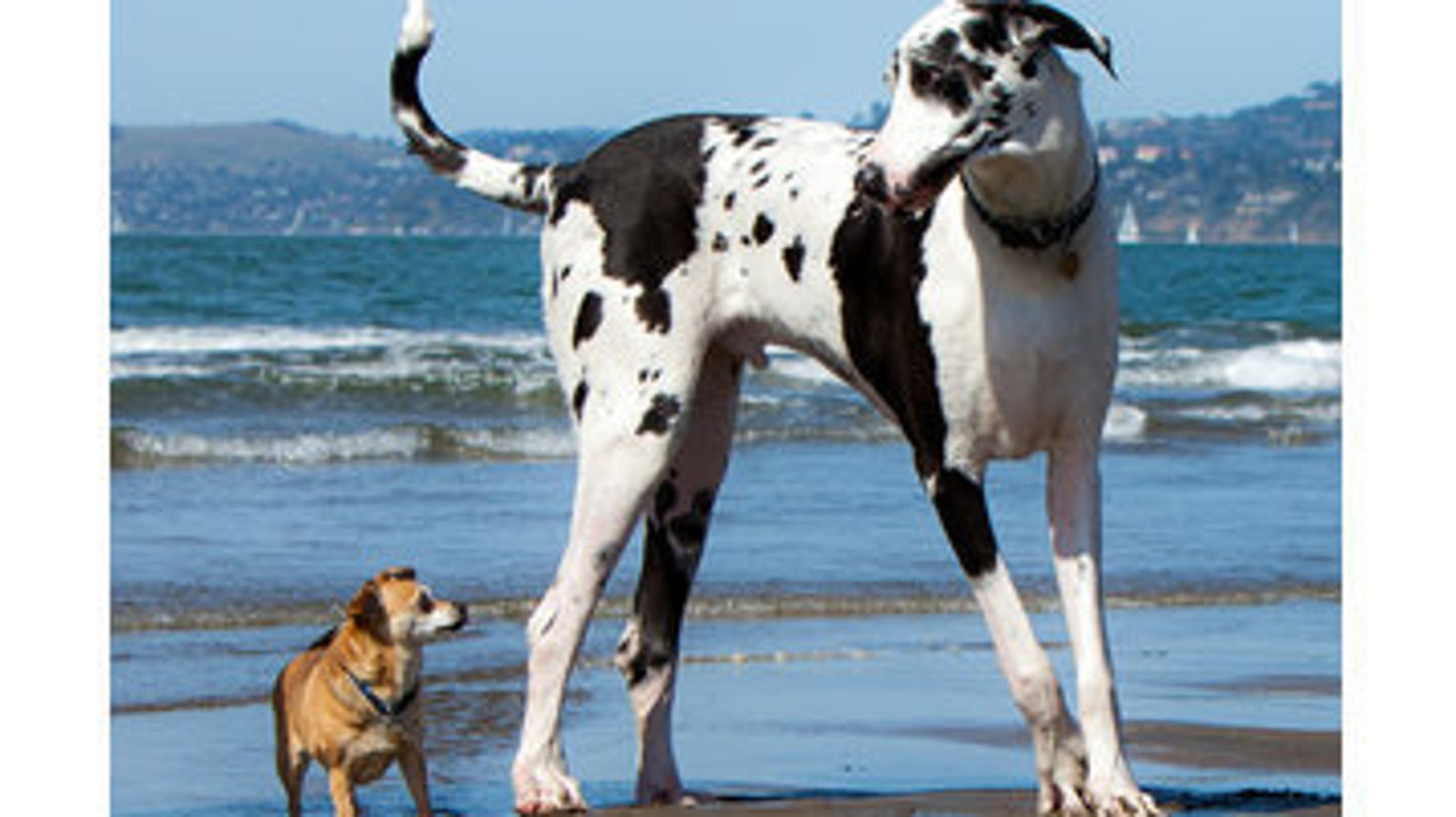 16 races de chiens pour ceux qui les aiment gros (PHOTOS) HuffPost