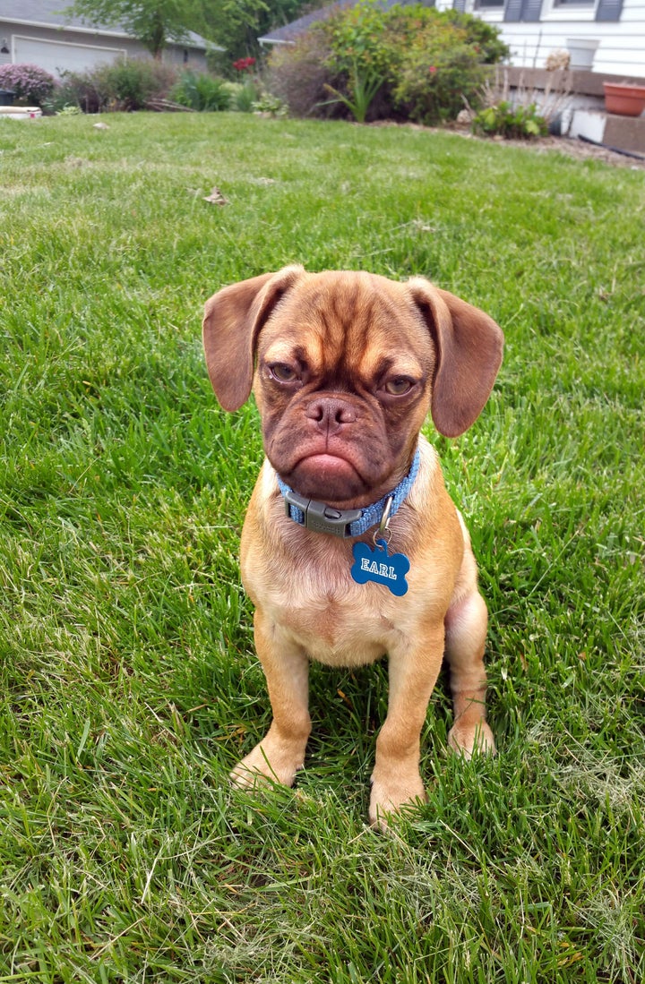 <p>Earl the Grumpy Puppy</p>