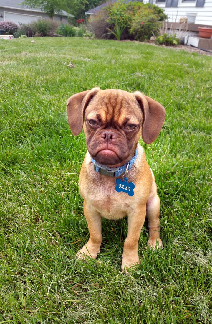 Earl the Grumpy Puppy